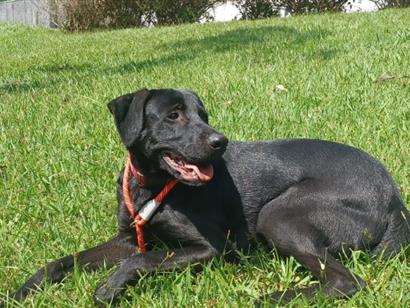 Cachorro cão para adoção Macho Médio  1 ano 