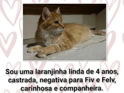 Gato SRD-ViraLata Pequeno 4-anos