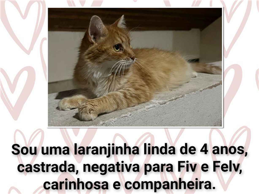 Gato para adoção Fêmea Pequeno 4 anos