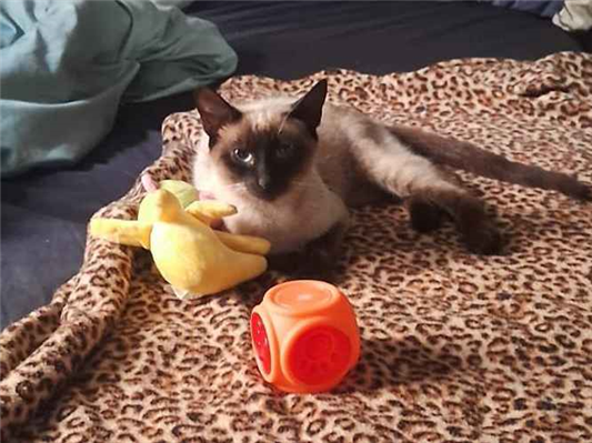 Gato para adoção Fêmea Pequeno 7 a 11 meses
