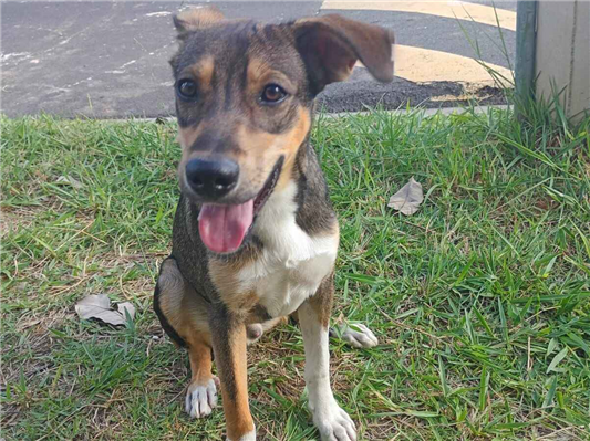 Cachorro cão para adoção Macho Médio  7 a 11 meses 