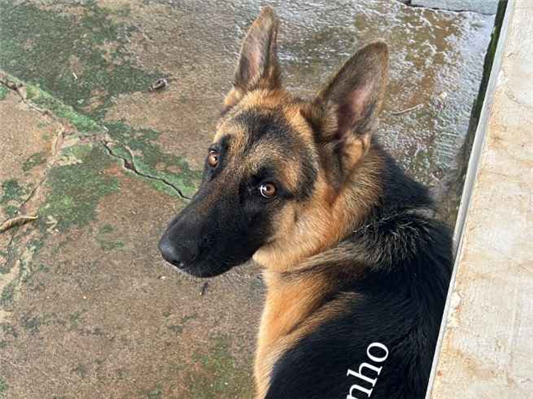 Cachorro cão para adoção Macho Médio  2 anos 