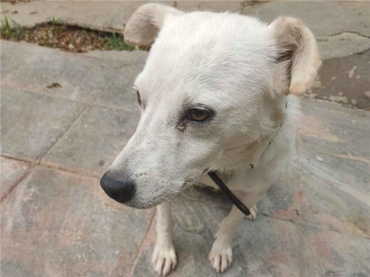 Cachorro cão para adoção Macho Pequeno 3 anos 