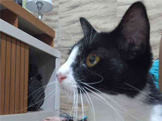 Gato para adoção Fêmea Pequeno 2 a 6 meses