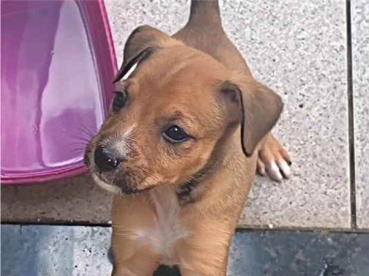 Cachorro cão para adoção Fêmea Pequeno 2 a 6 meses 