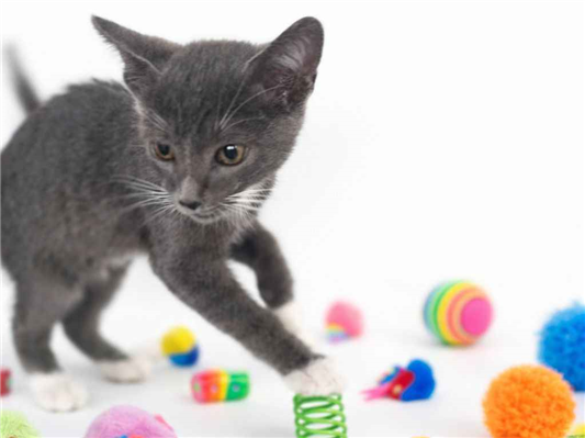 Gato para adoção Macho Pequeno 2 a 6 meses