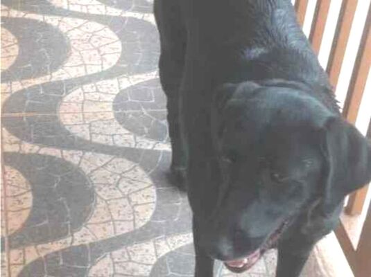 Cachorro cão para adoção Ambos Médio  2 anos 