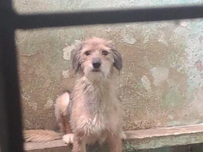 Cachorro cão para adoção Fêmea Médio  2 anos 