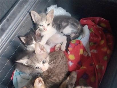 Gato para adoção Ambos Pequeno 2 a 6 meses