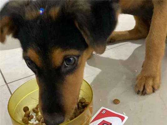 Cao - Fêmea Pequeno2 a 6 meses