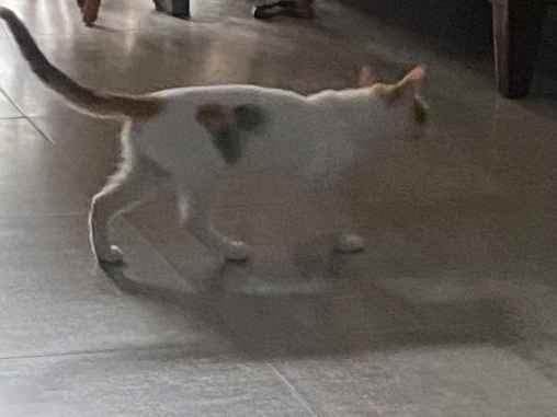 Gato para adoção Fêmea Pequeno 2 a 6 meses