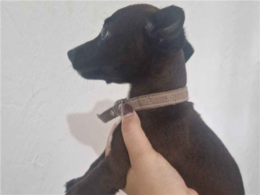 Cachorro cão para adoção Fêmea Pequeno Abaixo de 2 meses 