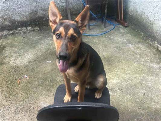 Cachorro cão para adoção Macho Médio  7 a 11 meses 