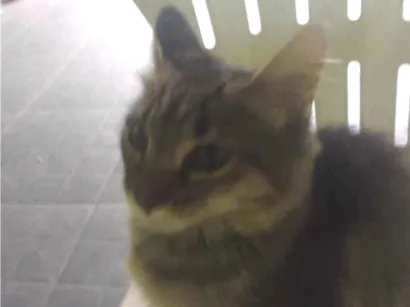 Gato SRD-ViraLata Pequeno Abaixo-de-2-meses