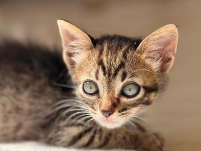 Gato para adoção Ambos Pequeno 2 a 6 meses