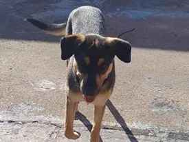 Cachorro cão para adoção Macho Médio  2 a 6 meses 