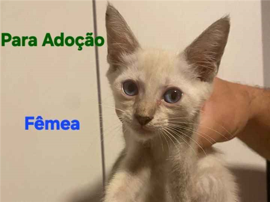 Gato para adoção Fêmea Pequeno Abaixo de 2 meses