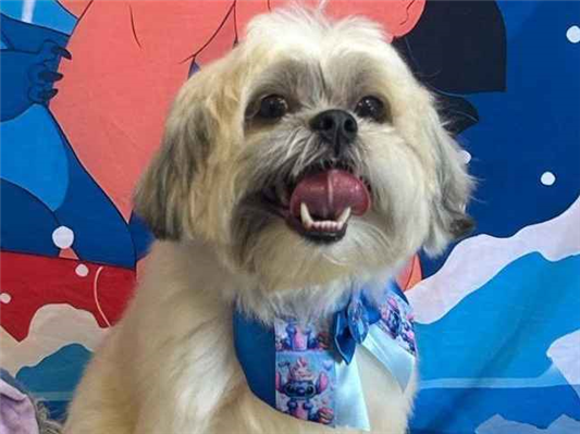 Cachorro cão para adoção Macho Pequeno 4 anos 