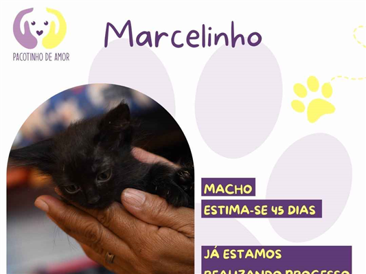 Gato para adoção Macho Pequeno Abaixo de 2 meses