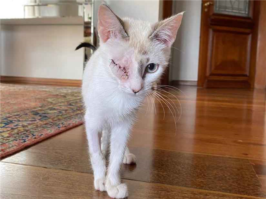 Gato para adoção Fêmea Pequeno 2 a 6 meses