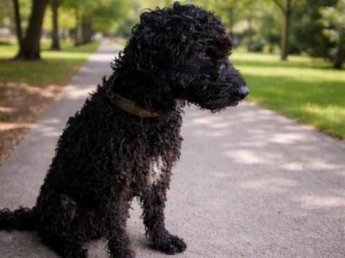 Cachorro cão para adoção Macho Médio  3 anos 