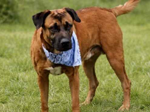 Cachorro cão para adoção Macho Grande 4 anos 