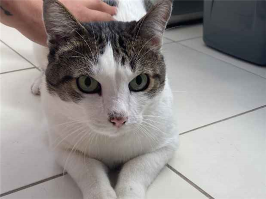 Gato para adoção Macho Médio 6 anos Acima