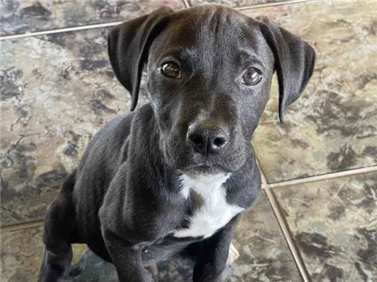 Cachorro cão para adoção Macho Grande 2 a 6 meses 