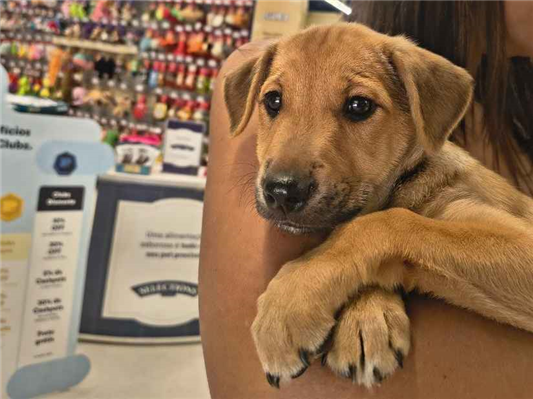 Cachorro cão para adoção Fêmea Pequeno 2 a 6 meses 