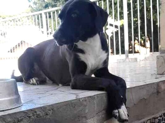 Cachorro cão para adoção Macho Médio  2 anos 