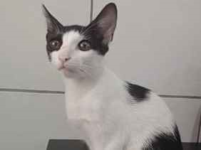 Gato para adoção Fêmea Pequeno 2 a 6 meses