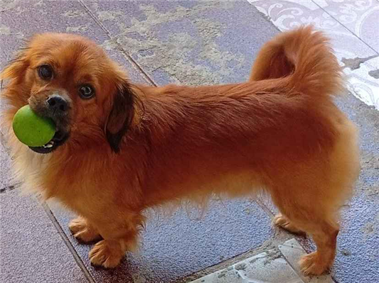 Cachorro cão para adoção Macho Pequeno 2 anos 