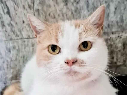Gato Procura-Perdido Fêmea Médio 6 anos Acima 