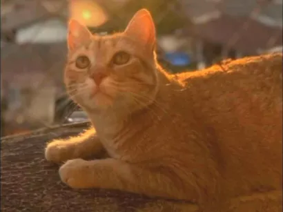 Gato SRD-ViraLata Medio 3-anos