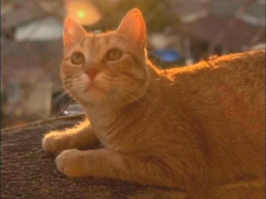 Gato para adoção Fêmea Médio 3 anos