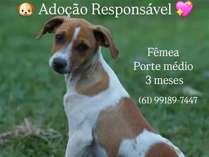 Cao SRD-ViraLata Medio 2-a-6-meses