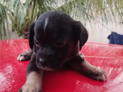 Cao SRD-ViraLata Pequeno Abaixo-de-2-meses