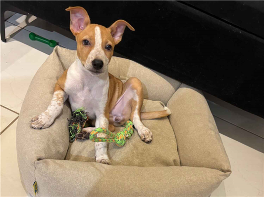 Cachorro cão para adoção Fêmea Médio  2 a 6 meses 