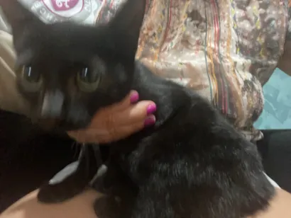 Gato SRD-ViraLata Pequeno 2-a-6-meses