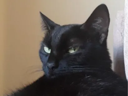 Gato SRD-ViraLata Medio 2-a-6-meses