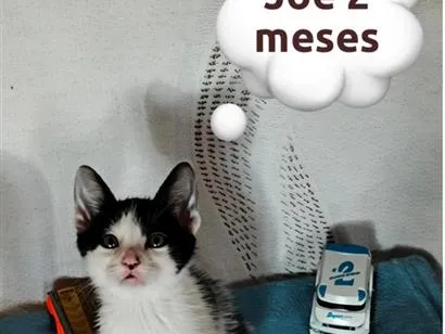 Gato SRD-ViraLata Pequeno 2-a-6-meses