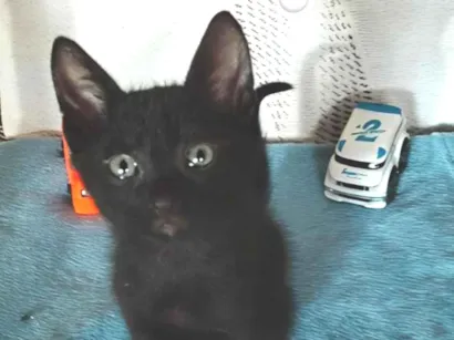 Gato SRD-ViraLata Pequeno 2-a-6-meses