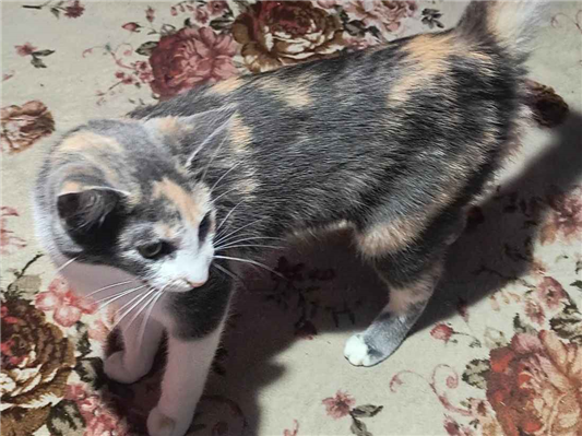 Gato para adoção Fêmea Pequeno 2 a 6 meses