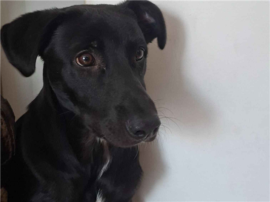 Gato para adoção Macho Médio 2 a 6 meses