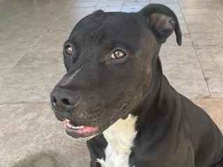 Cachorro cão para adoção Macho Médio  5 anos 