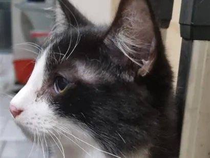 Gato SRD-ViraLata Pequeno 2-a-6-meses