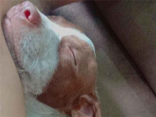 Cachorro cão para adoção Macho Médio  2 a 6 meses 