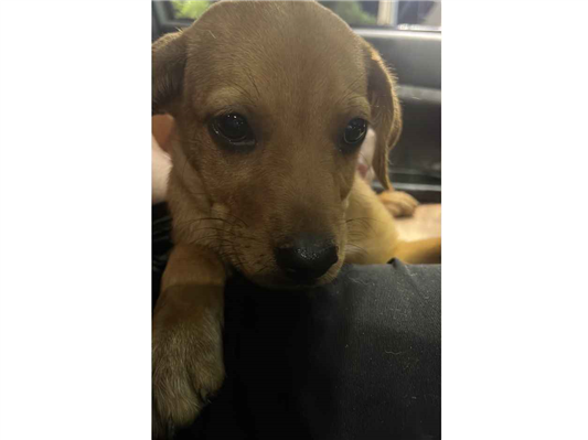 Cachorro cão para adoção Fêmea Pequeno 2 a 6 meses 