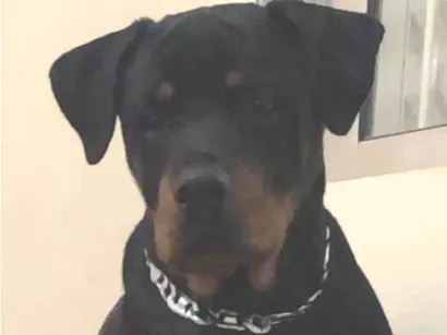 Cao Rottweiler Grande 6-anos-Acima