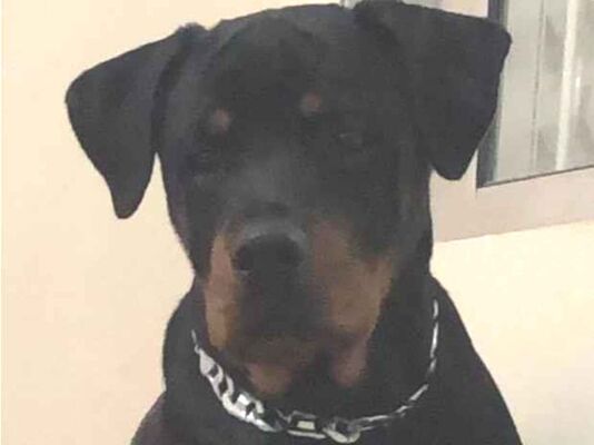 Cachorro cão para adoção Macho Grande 6 anos Acima 